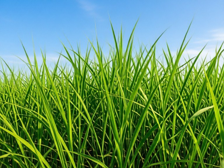 Example made with AI Tropical Grass Identifier